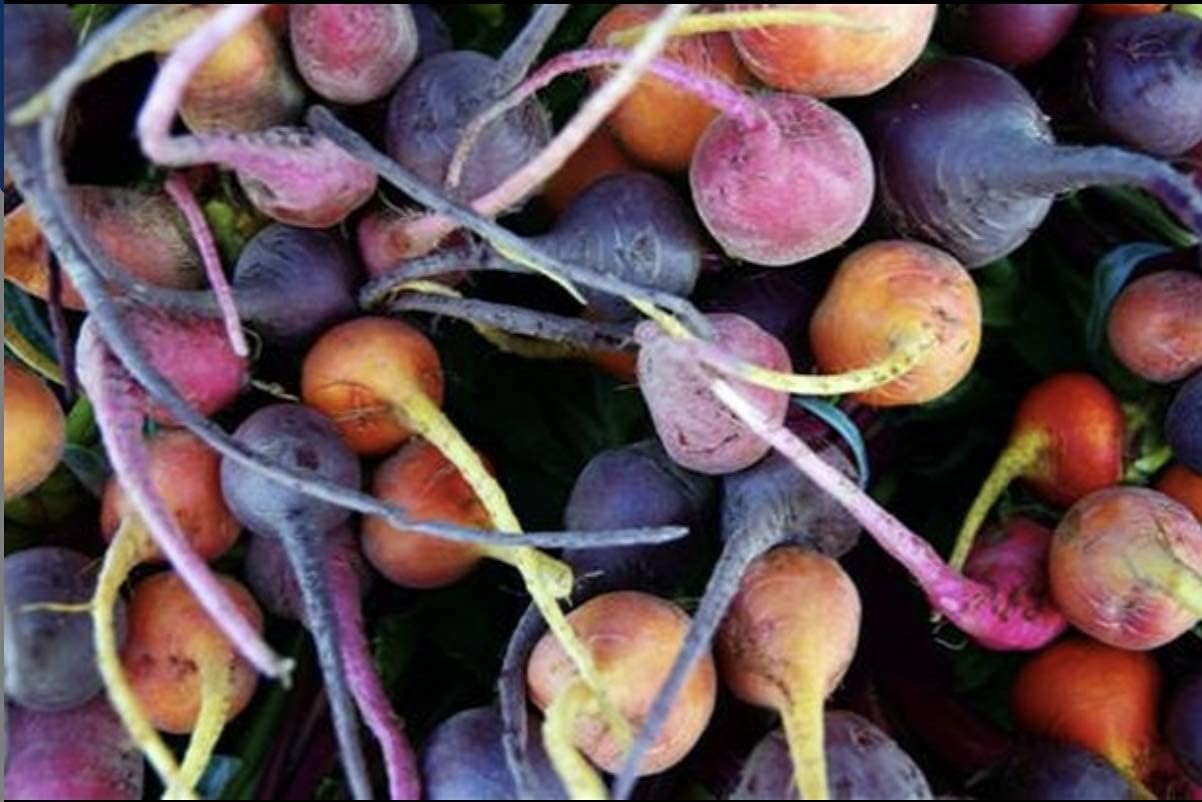 Dr. Cowan's Garden Three Beet Powder with Organic Beets: Detroit red, chiogga, and Golden Beets; in Miron Glass jar. USA Grown, 50 Servings