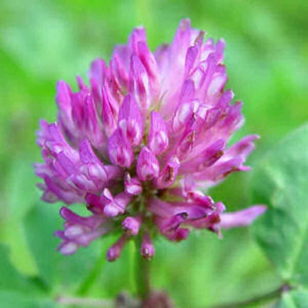 Red Clover, Microgreen for Sprouting, Red Clover Sprouting Seeds - 12 Ounces, Resealable Bag, Sprouts, Microgreens, Gardening, Food Storage