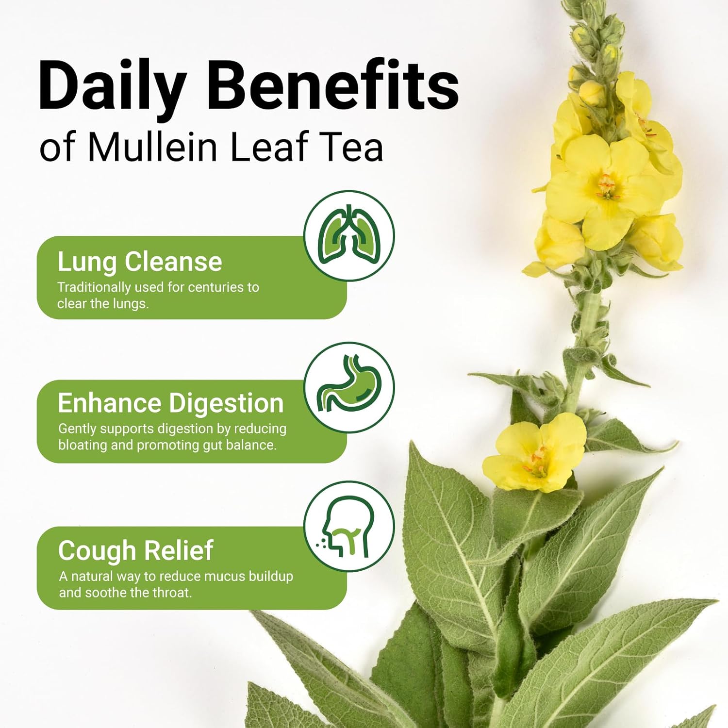 Premium 60 Mullein Tea Bags For Lungs - 100% Pure Mullein Leaf | For Lung Health & Respiratory Wellness Support | Caffeine Free - No Additives & Non-GMO | Plastic-Free, Plant-Based Tea Bags