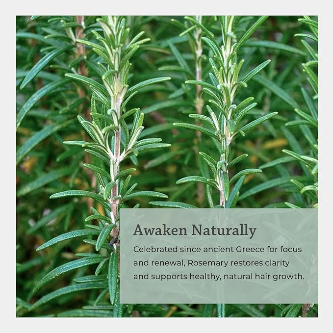 Silk Road Organic Rosemary Essential Oil & Jojoba Roll On, USDA Certified, Support Hair Growth & Health - 10 ml Aromatherapy Roller