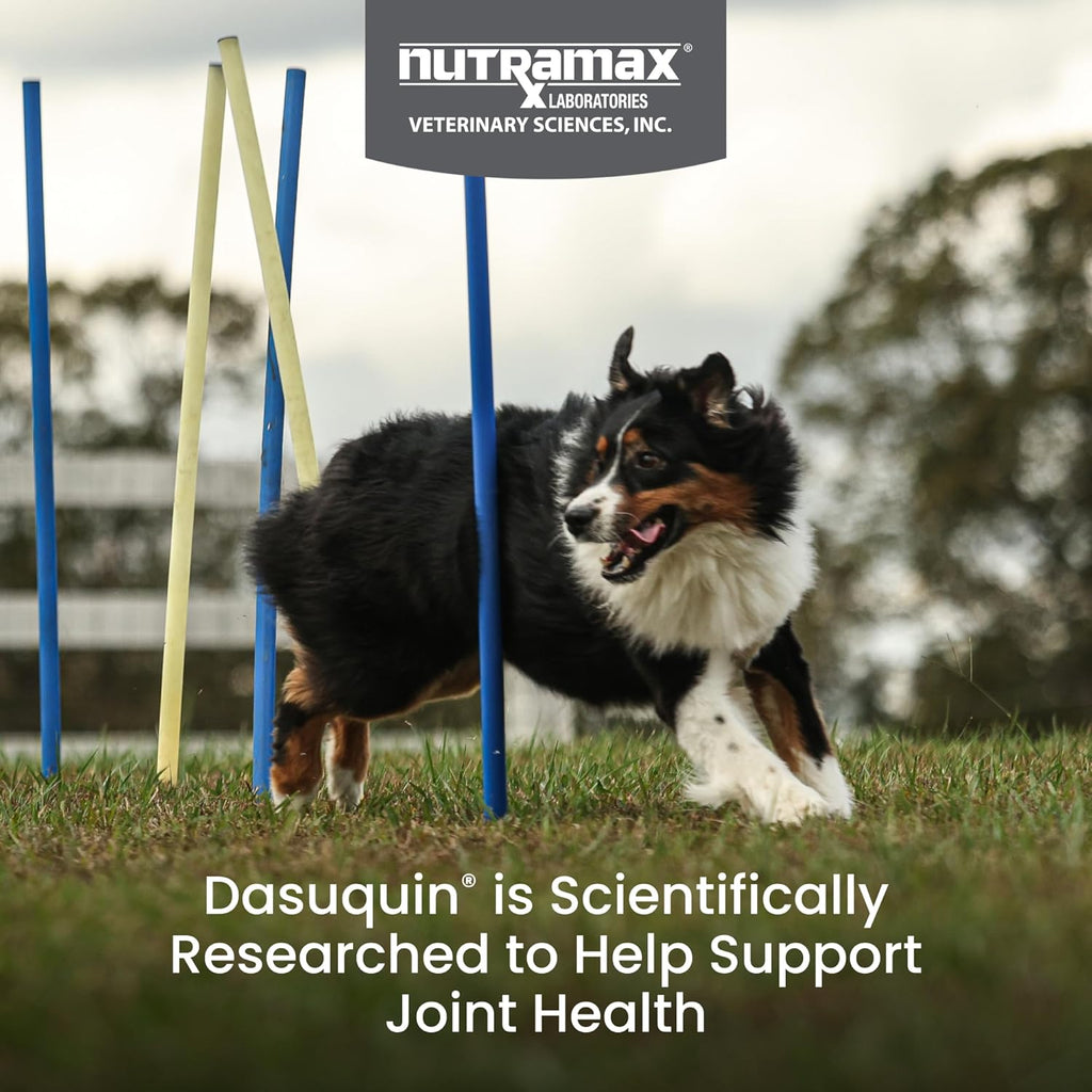 Nutramax Laboratories Dasuquin with MSM Soft Chews, Large Dog, 150 Count, brown
