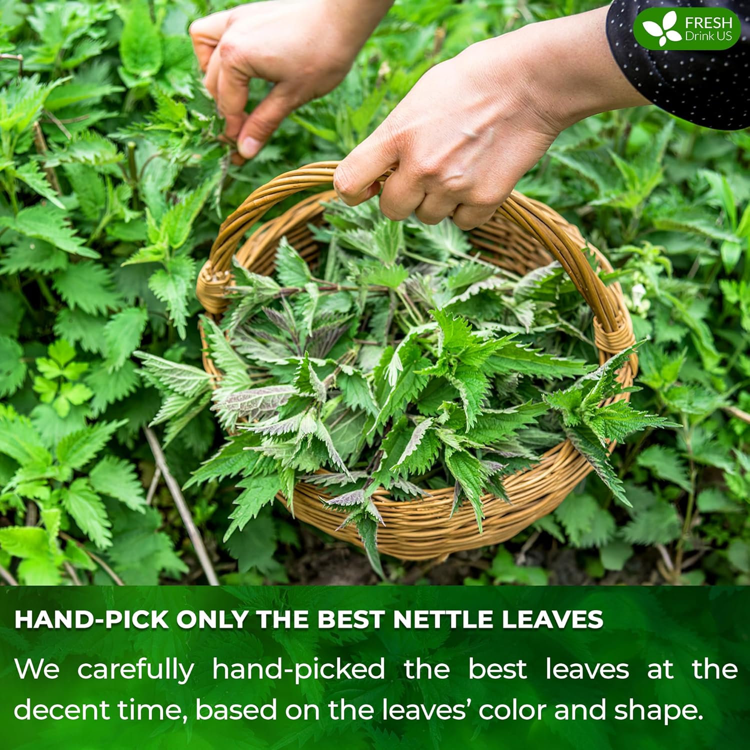 FreshDrinkUS, 30 Nettle Leaf Tea Bags, 100% Natural & Pure from Nettle Leaves. Loose Leaf Nettle Herbal Tea. Nettle Leaf Tea. No Sugar, No Caffeine, No Gluten, Vegan.
