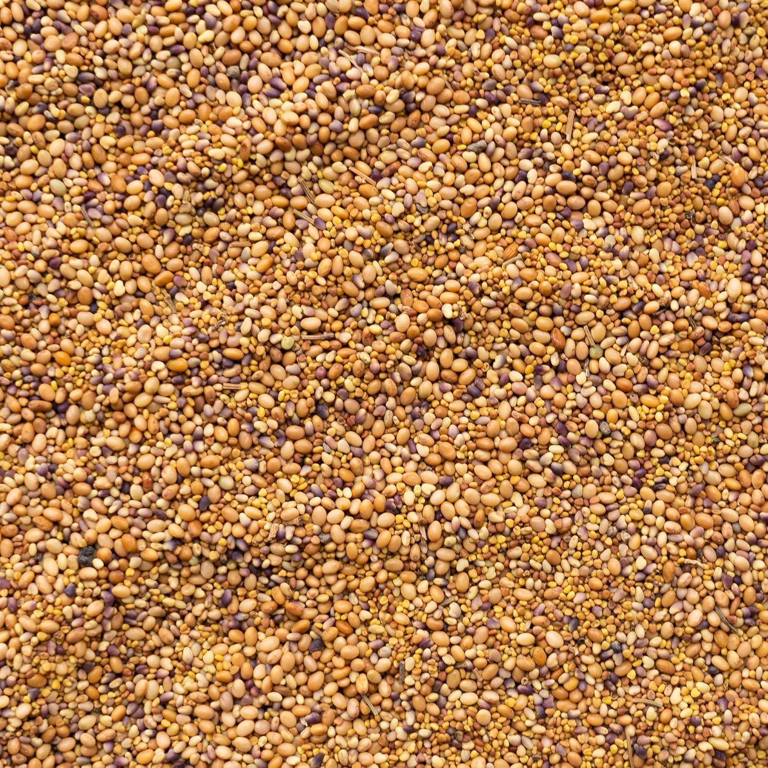 Clover Trio Seed Blend – Premium 4 oz ~44,800 Seeds – Red, White & Crimson Clover – Cover Crop & Soil Enrichment Mix